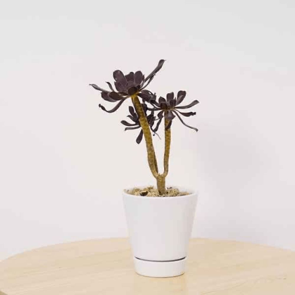 Mainstays Pottery 4" Matte White Ceramic Planter with Saucer - 2 Planters